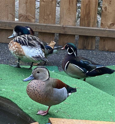 Drei schön gegärbte Zucht-Enten.