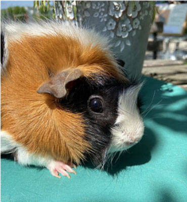 Braund-schwarz-weiss gemustertes Zuchtmeerschweinchen.
